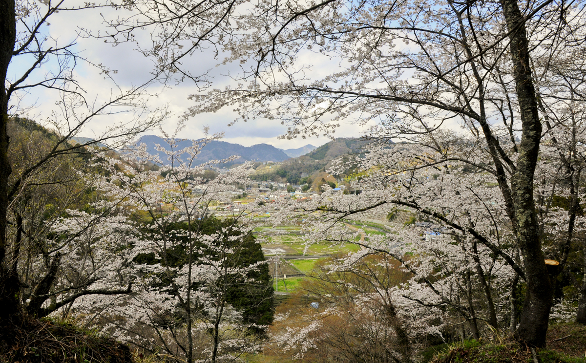 2014.4.6. 桜山から